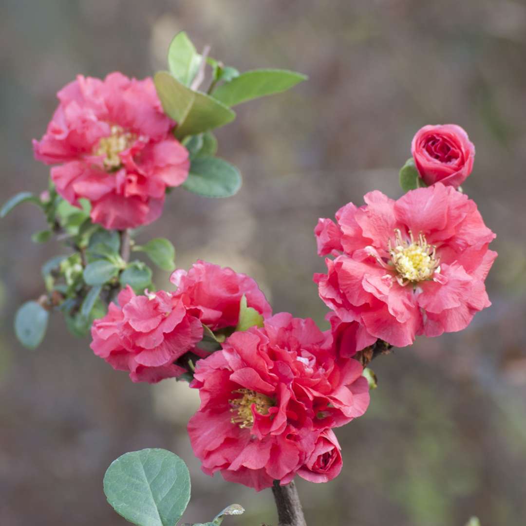 Close up of a branch covered in Double Take Pink Chaenomeles vibrant pink flowers