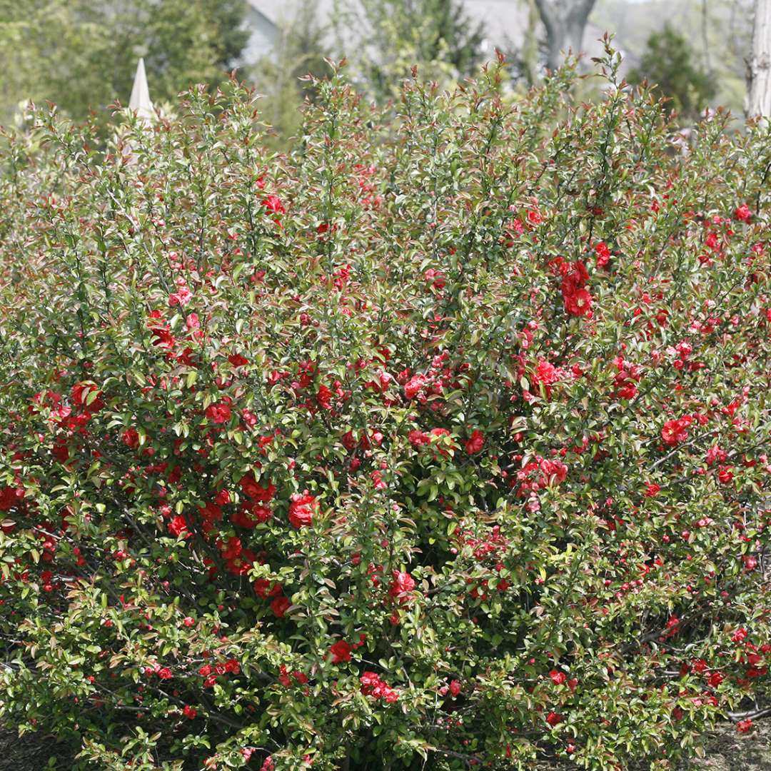 Double Take Pink Chaenomeles in landscape