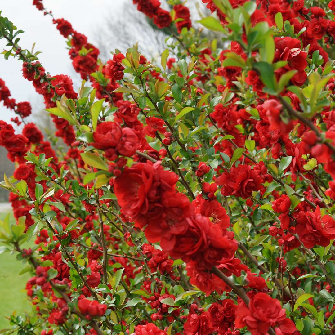 Close up of large red blooms on Double Take Scarlet Chaenomeles