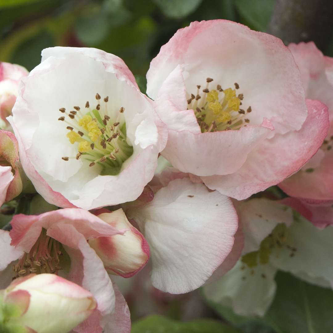 Close up multi colored Chaenomeles Toyo-Nishinki flowers