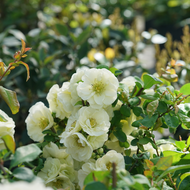 Close up of a branch covered in Double Take Eternal White Chaenomeles vibrant white flowers