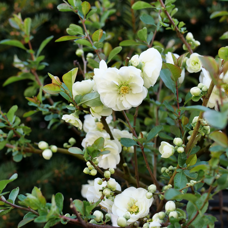 Close up of a branch covered in Double Take Eternal White quince's vibrant white flowers