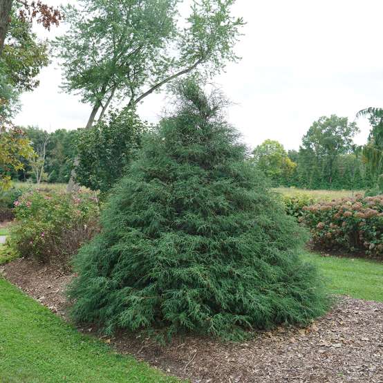 A specimen of Haywire false cypress in a garden