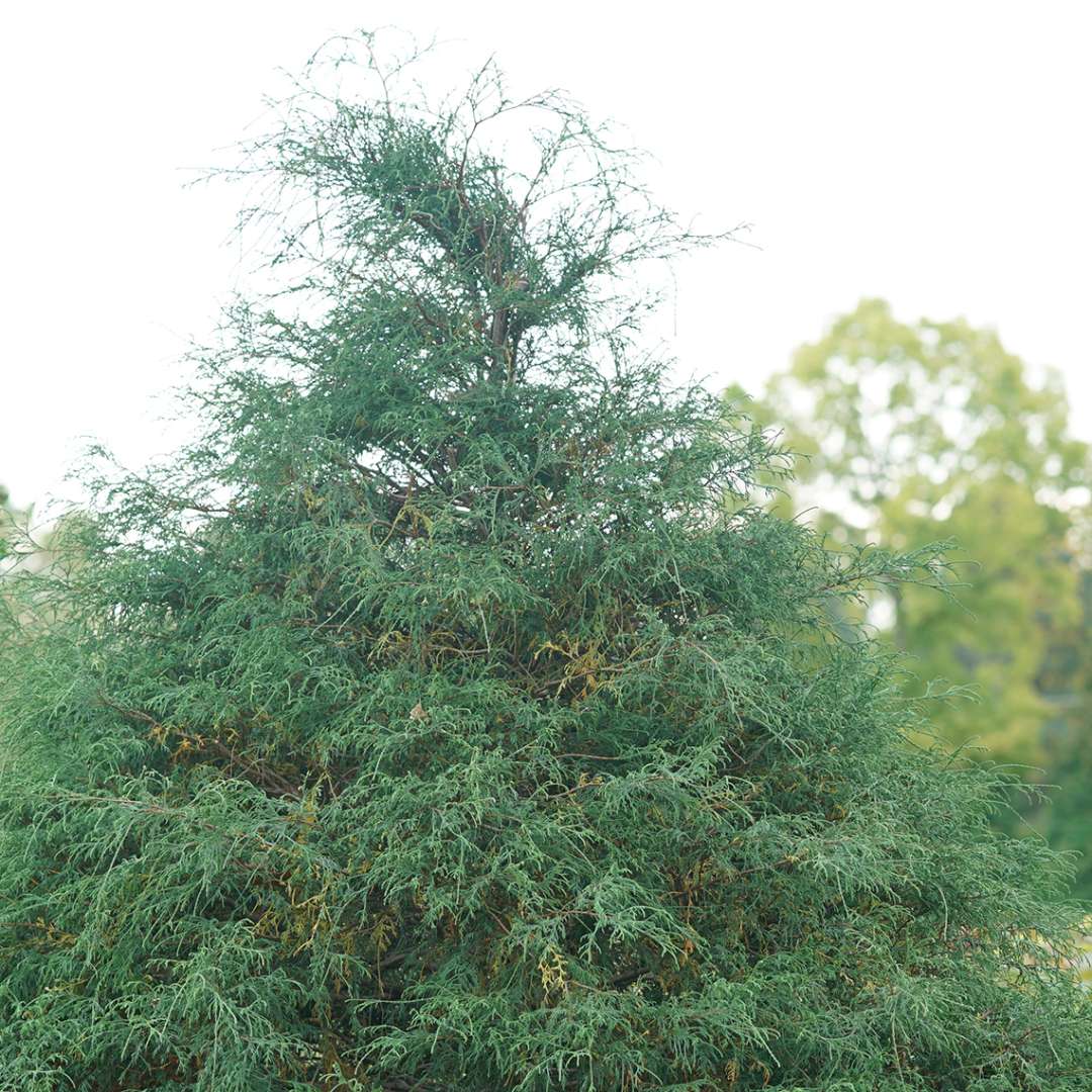 Close up of the thread-leaf textured foliage of Haywire Chamaecyparis