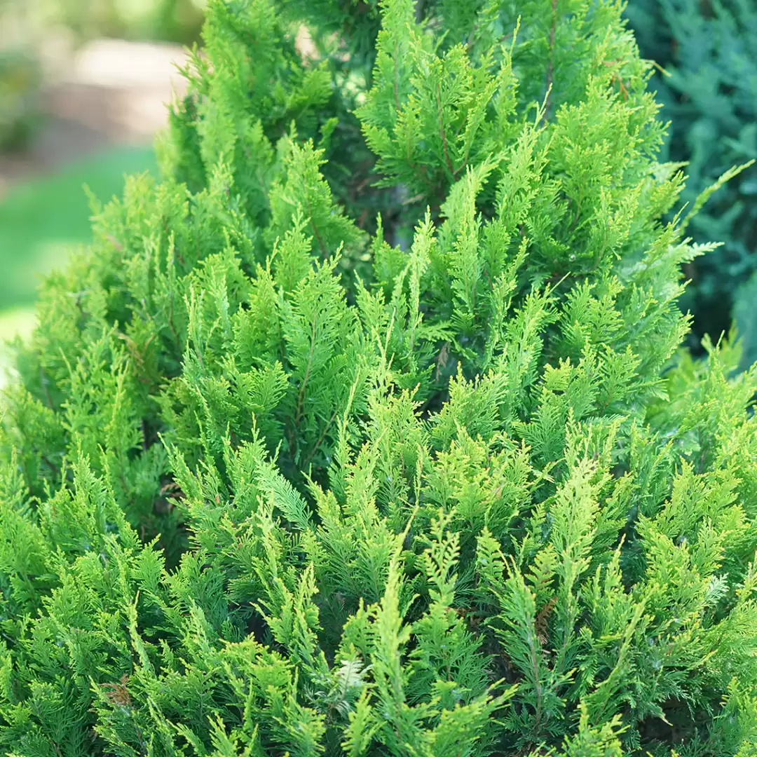 Pinpoint Gold false cypress combines bright evergreen foliage with a neat pyramidal habit