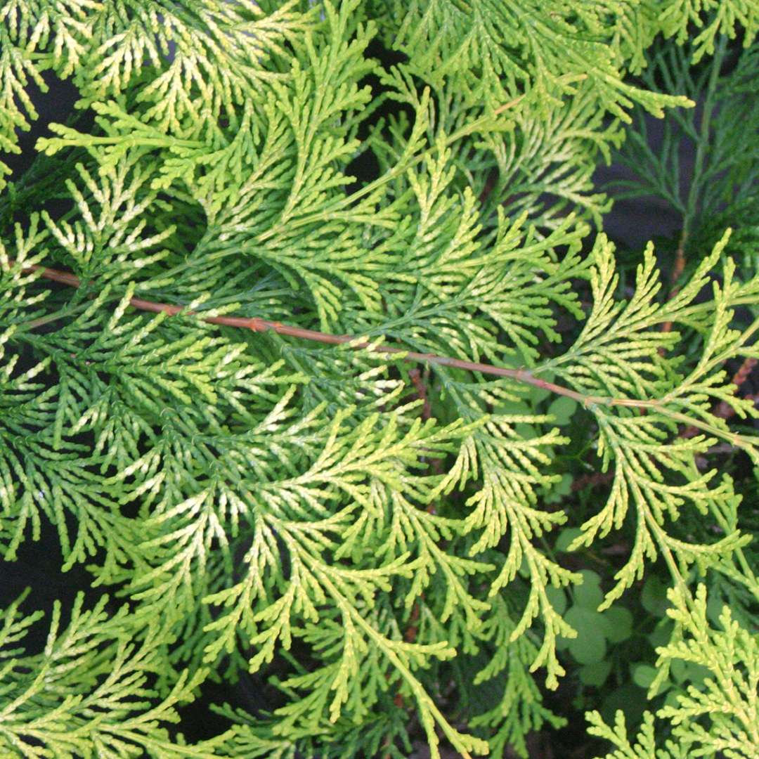 Close up of gold hued Chamaecyparis Crippsii foliage