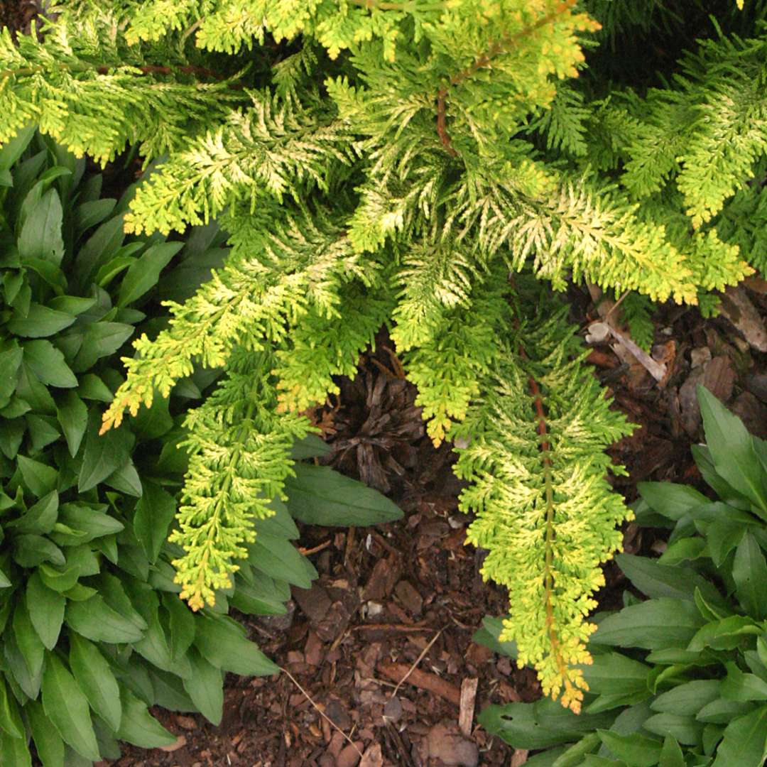 Close up of brightly colored Chamaecyparis Fernspray Gold foliage