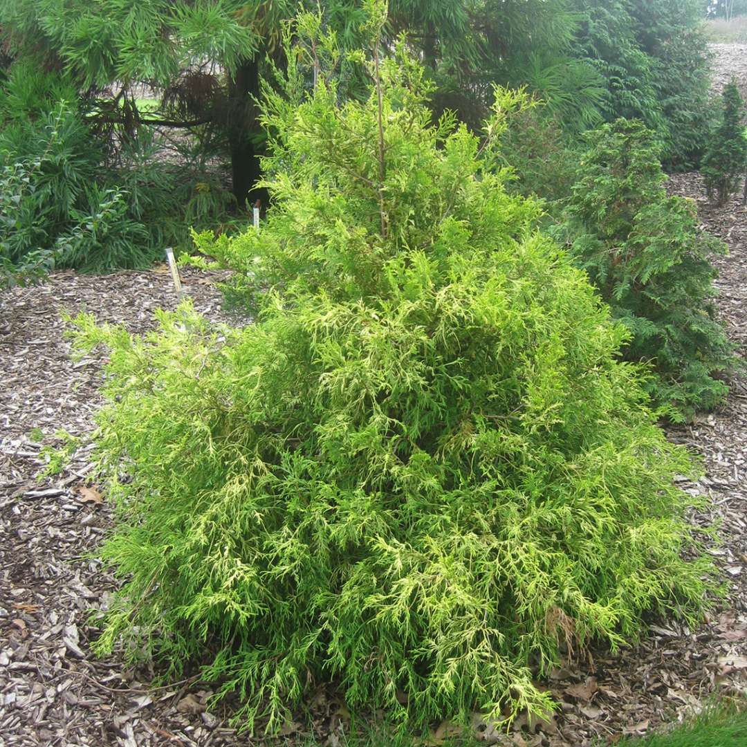 Semi-weeping Gold Mop false cypress in landscape