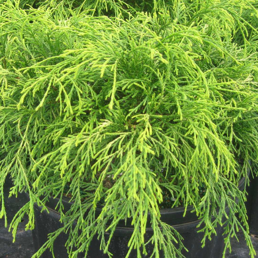 Chamaecyparis Gold Spangle with thread-like yellow foliage draping gracefully over the sides of a black pot