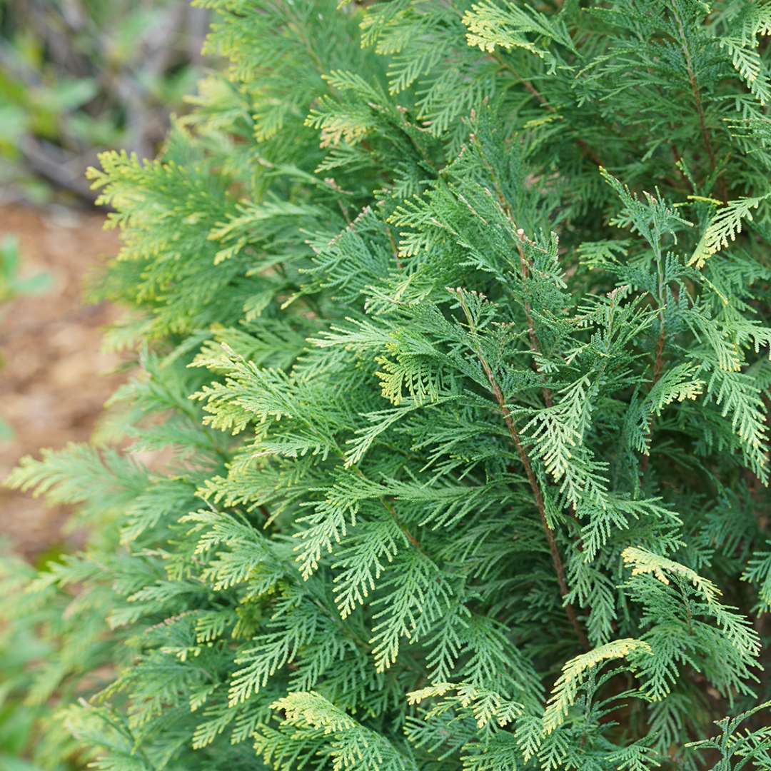 Close up of the blue and gold foliage of Pinpoint Blue & Gold Chamaecyparis