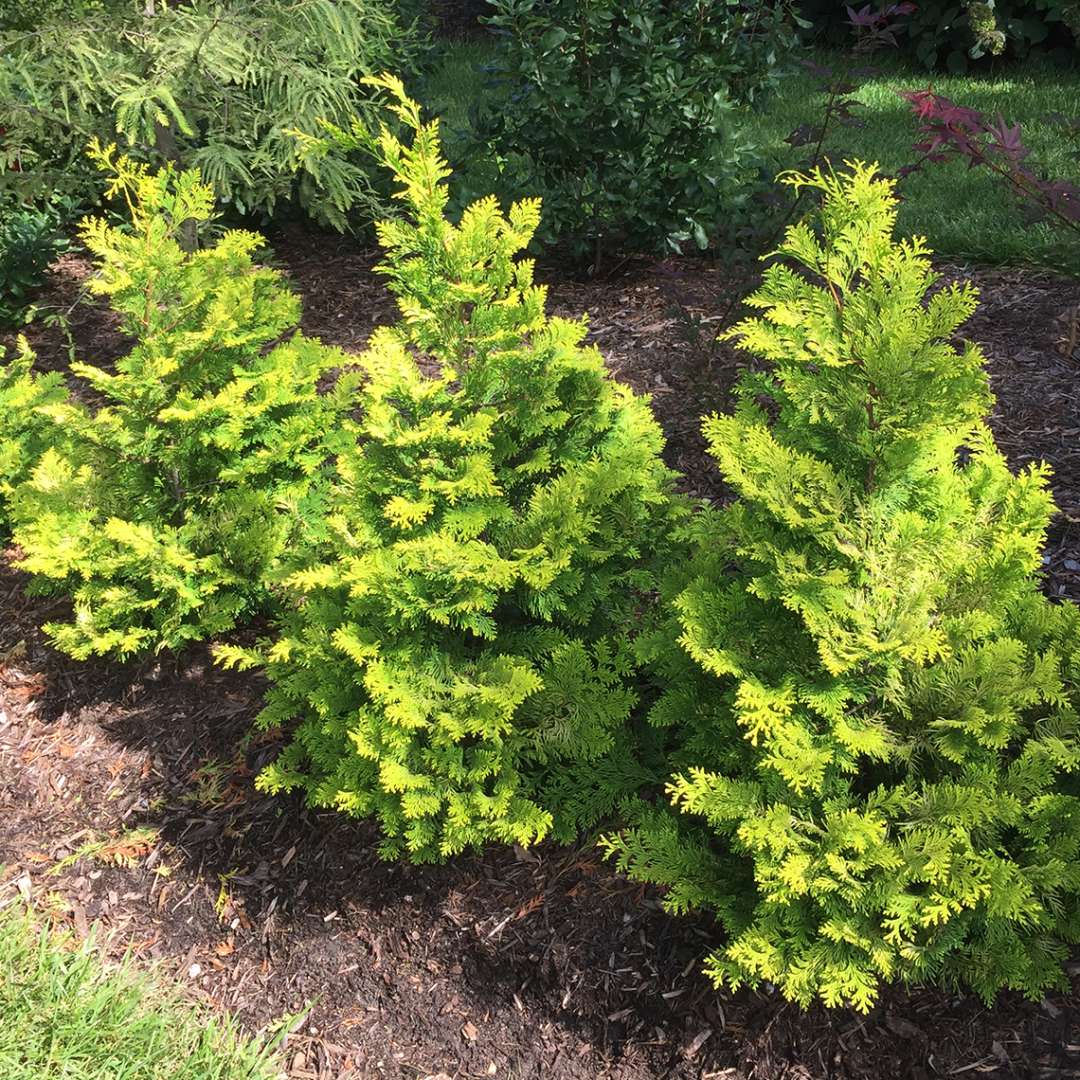 Ray of Light Chamaecyparis planted in landscape