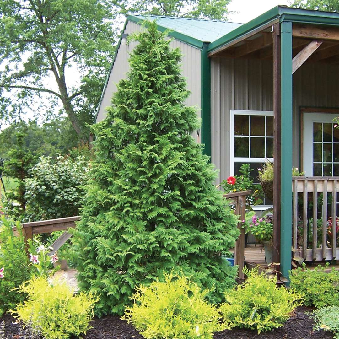 Conical Soft Serve Chamaecyparis in garden near porch