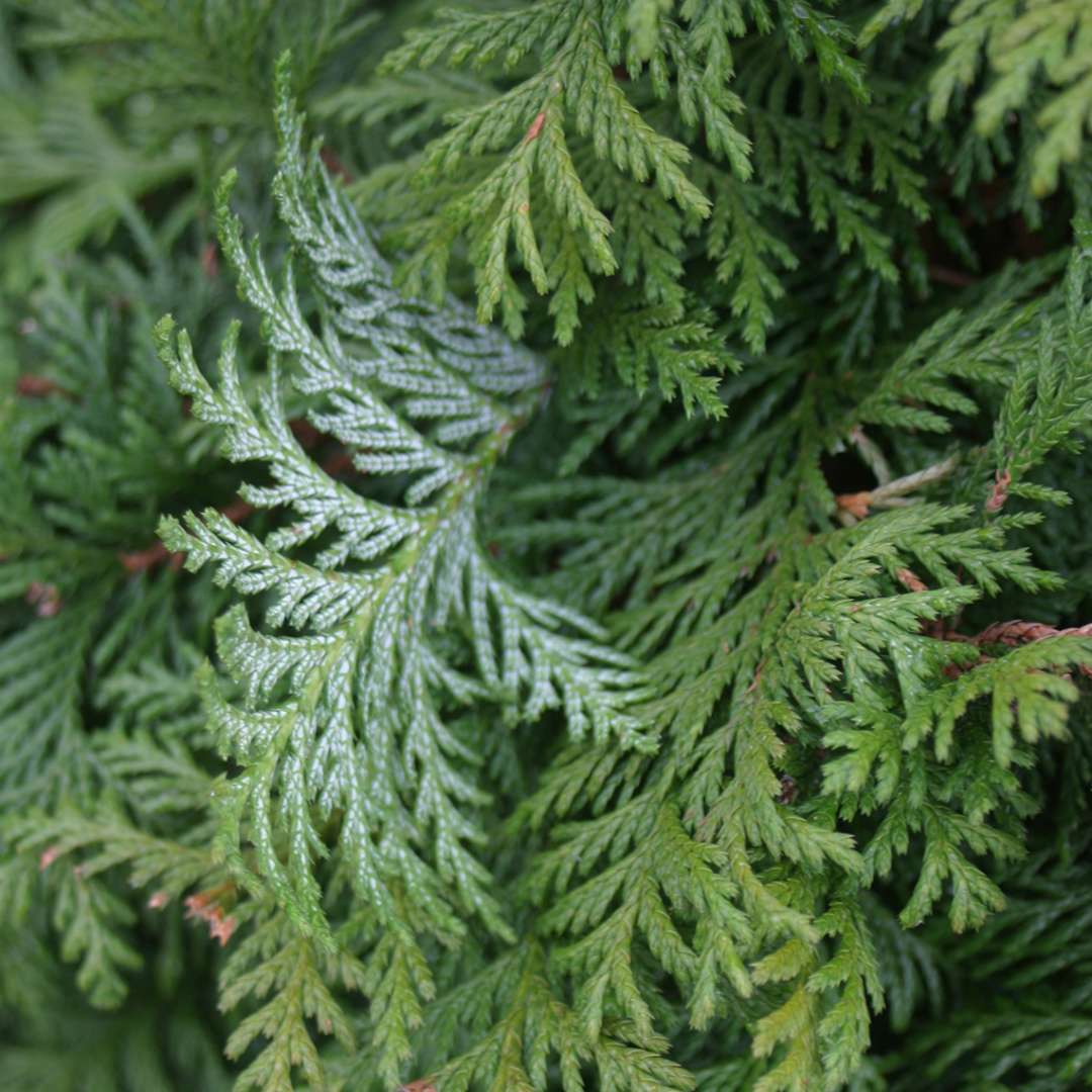 Close up of the silver-blue underside of Soft Serve Chamaecyparis foliage