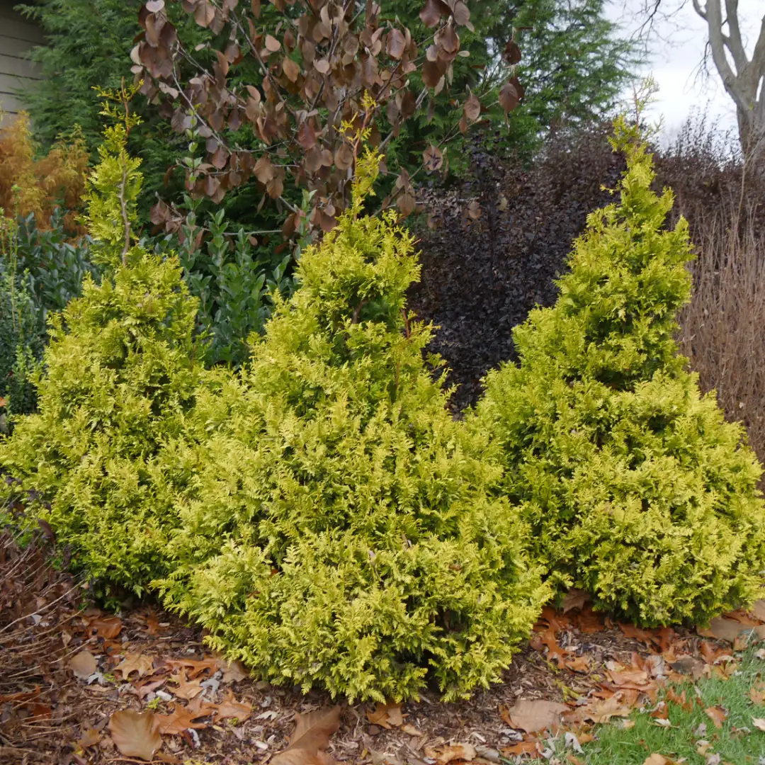 a Soft Serve false cypress in a garden