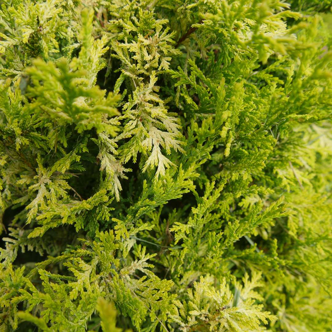 Close up of bright golden fern like foliage of Soft Serve Gold Chamaecyparis