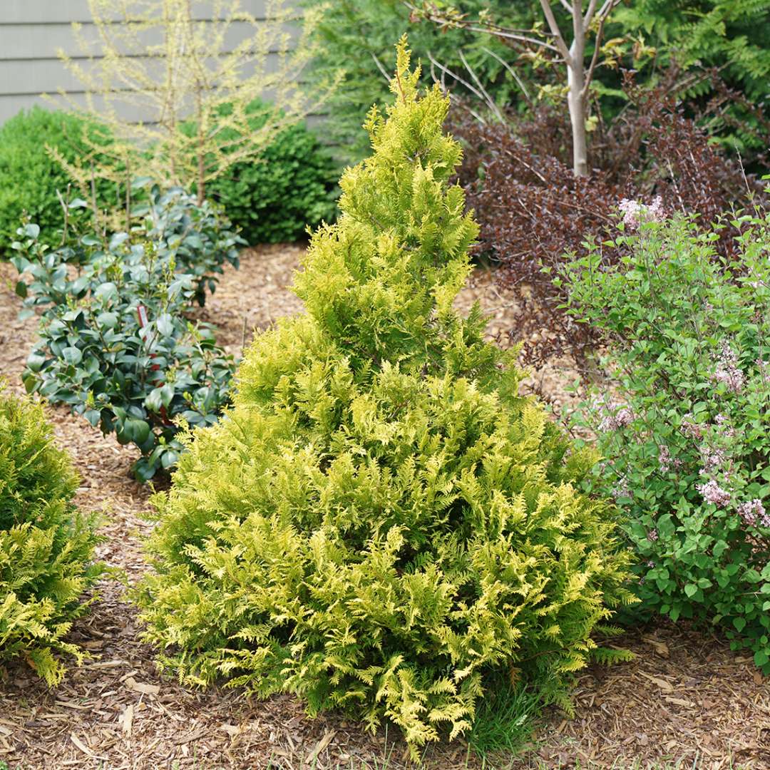 Dwarf Soft Serve Gold false cypress in landscape