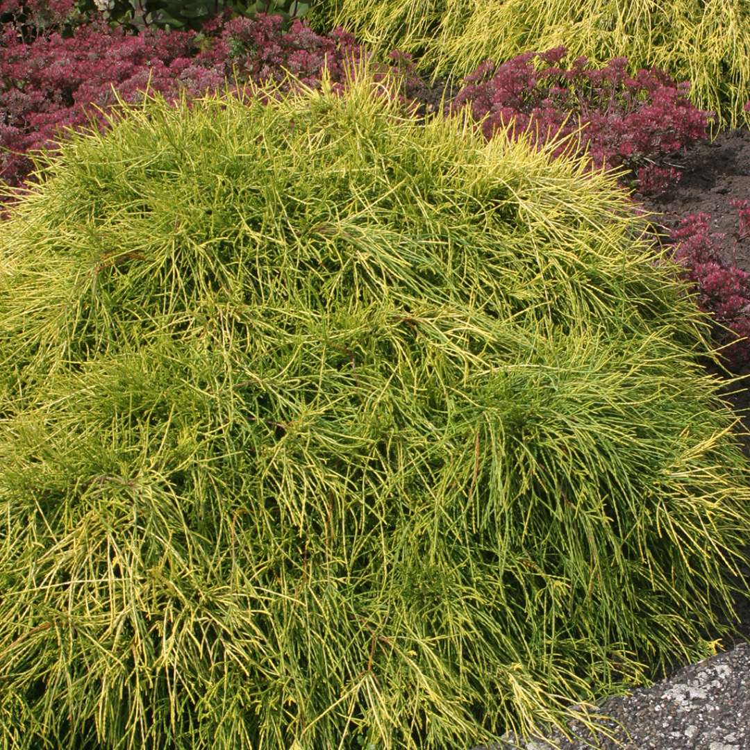 Thread like golden foliage on low mounding Chamaecyparis Sungold in landscape