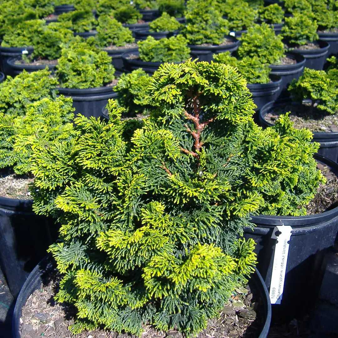 Plant Finder - Page 13 - Spring Meadow Nursery