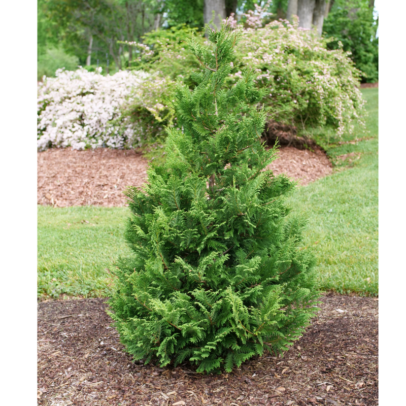 Cedar Rapids false cypress with feathery foliage in a garden