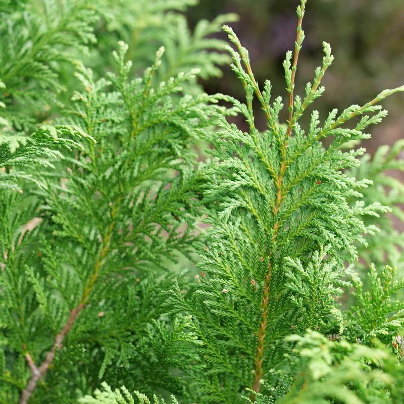 Close-up of the lush foliage of Cedar Rapids false cypress