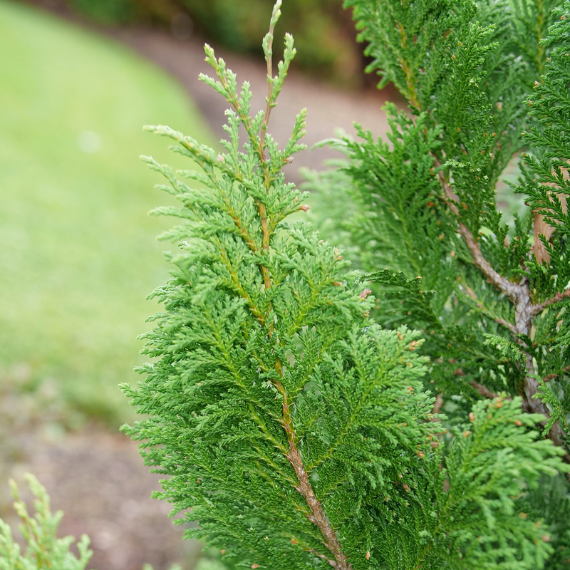 Close-up of Cedar Rapids chamaecyparis's lush green foliage