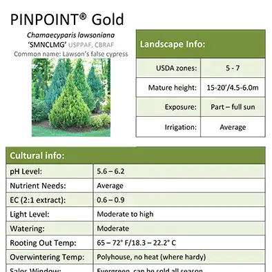 Chamaecyparis Pinpoint® Gold Grower Sheet - Spring Meadow Nursery