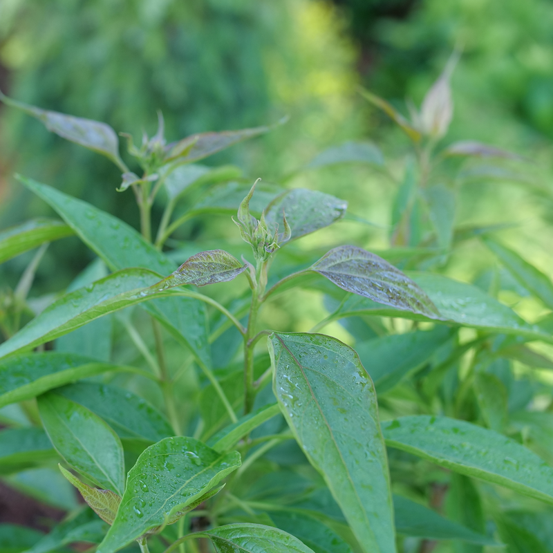 A close up of the foliage of El Niño Chitalpa.