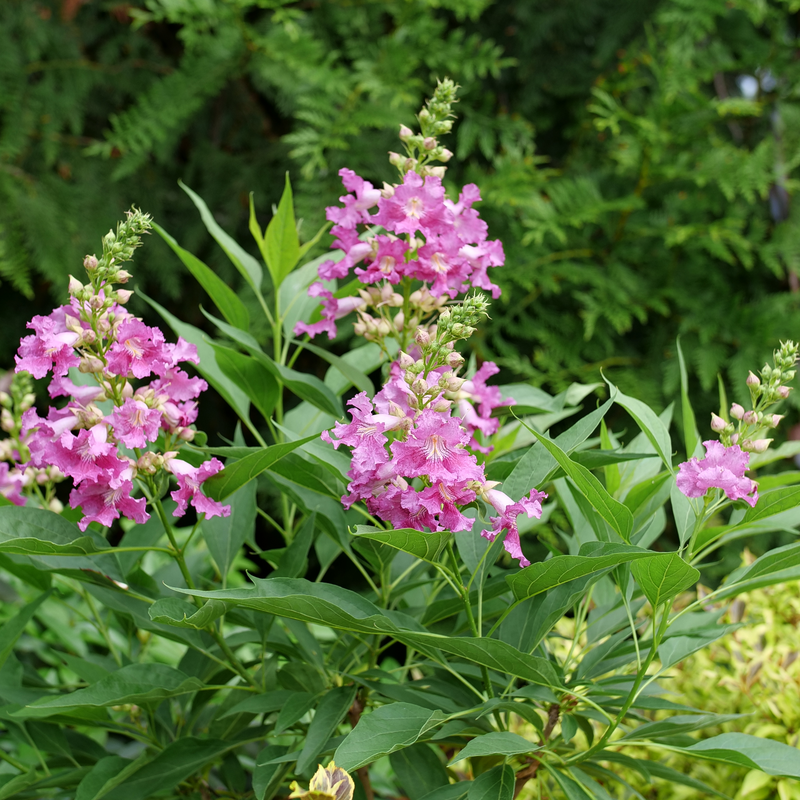 El Niño Chitalpa in the landscape showing its habit.