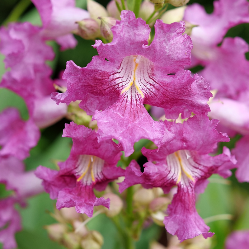 A close up of the flowers of El Niño Chitalpa.