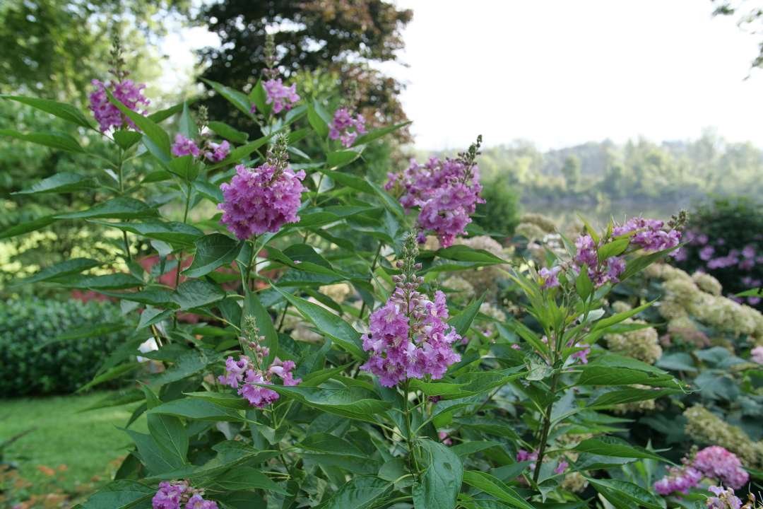 El Niño desert orchid blooming in the landscape.