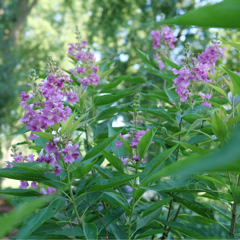 El Niño Chitalpa in the landscape showing its habit.