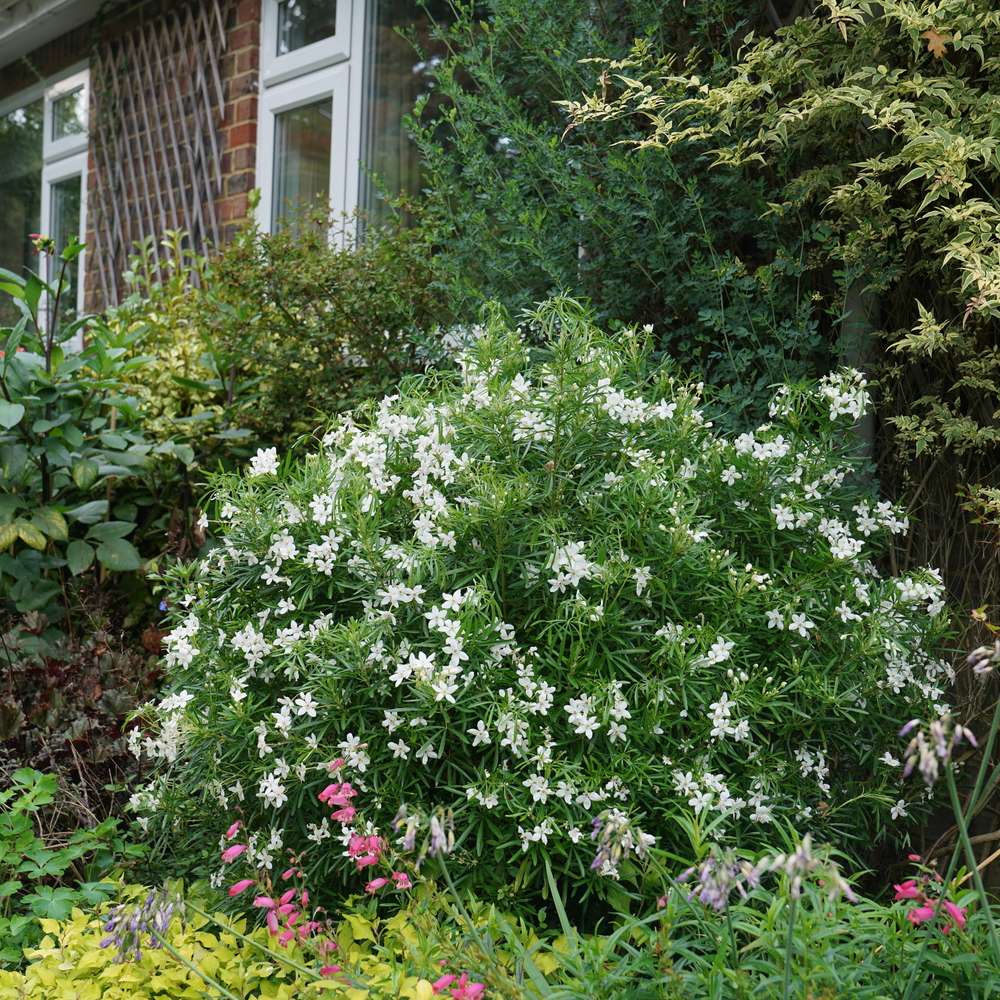 Pinball Blizzard Mexican orange blooming with white flowers in a residential landscape