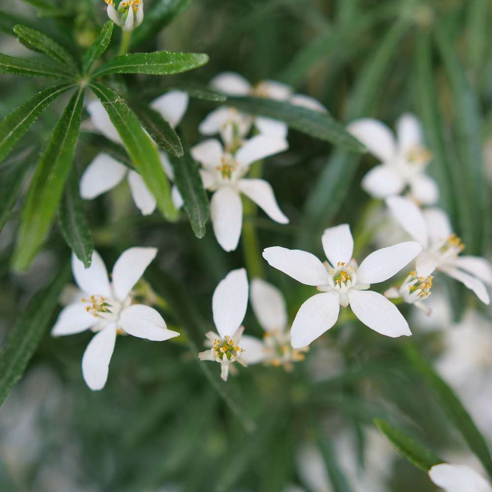 Close up of the small white flowers on Pinball Blizzard choisya