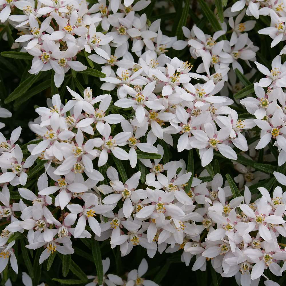 Close up of a flurry of small white flowers on Pinball Blizzard choisya