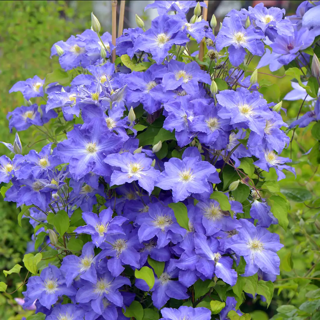 Brother Stefan Clematis | Spring Meadow - wholesale liners