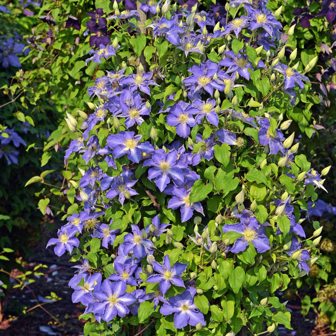 Brother Stefan Clematis covering trellis