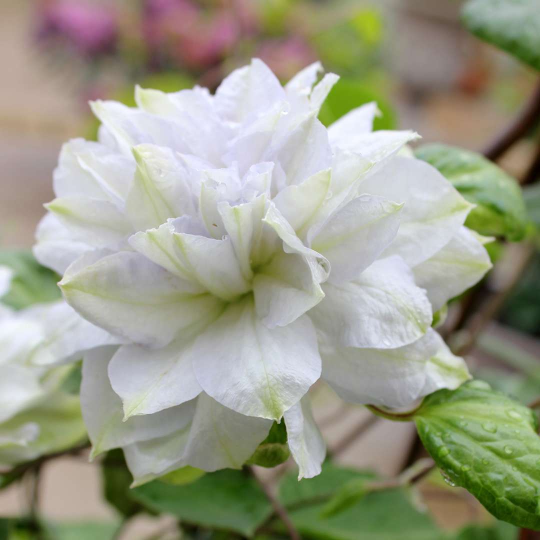 Close-up of a pale icy blue Diamond Ball clematis flower