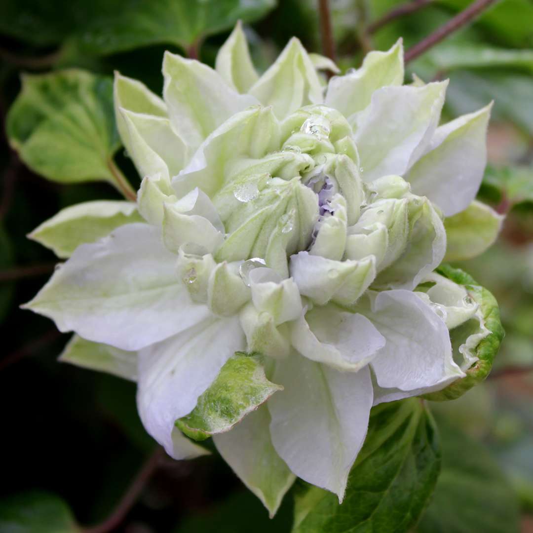 Close-up of a pale icy blue-white Clematis Diamond Ball bloom