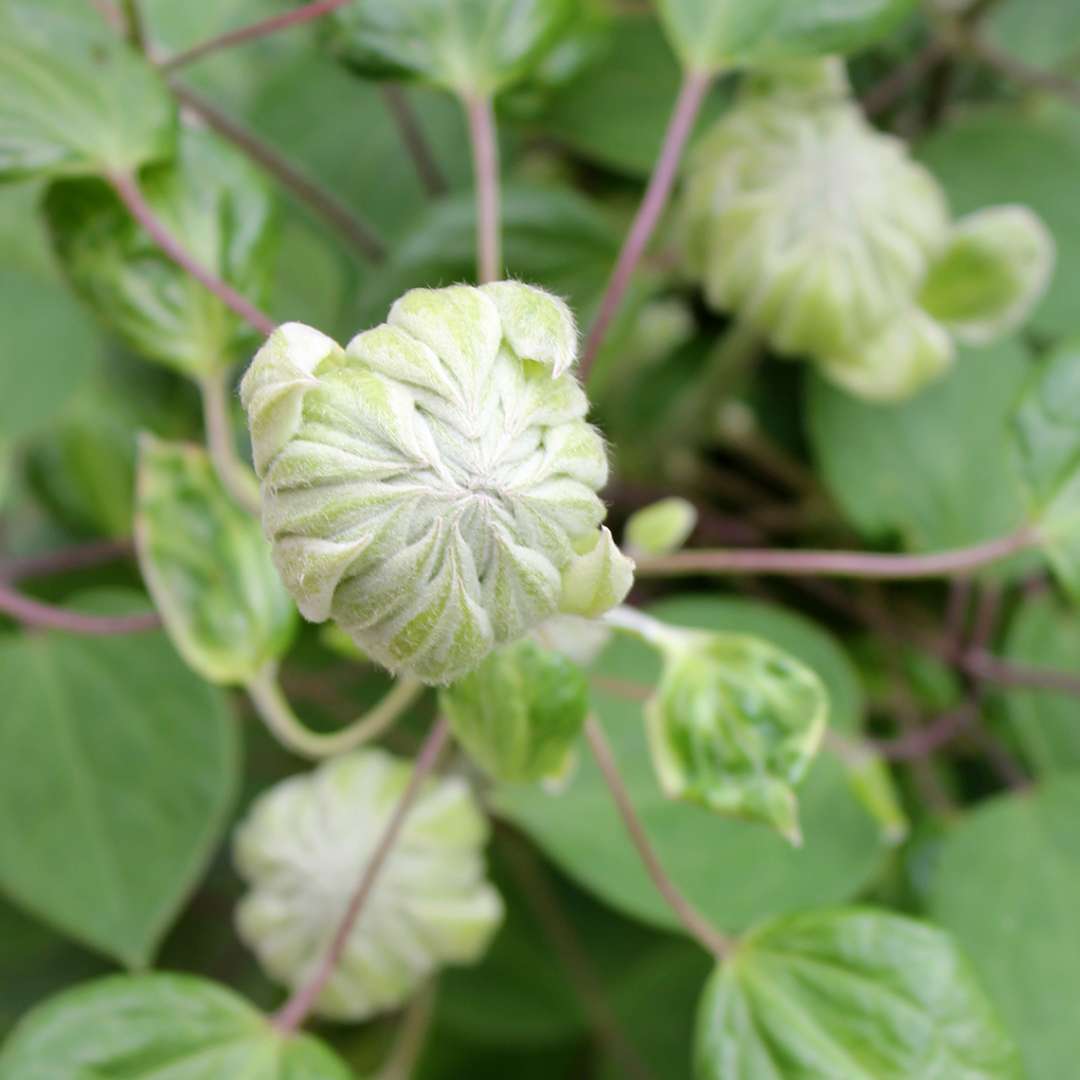 Close-up of ball-like Clematis Diamond Ball bud