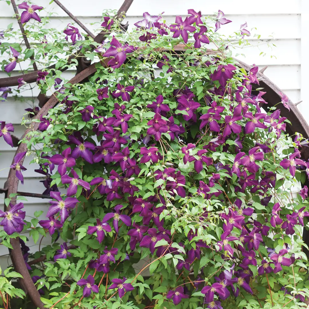 Happy Jack Purple Clematis | Spring Meadow - wholesale liners
