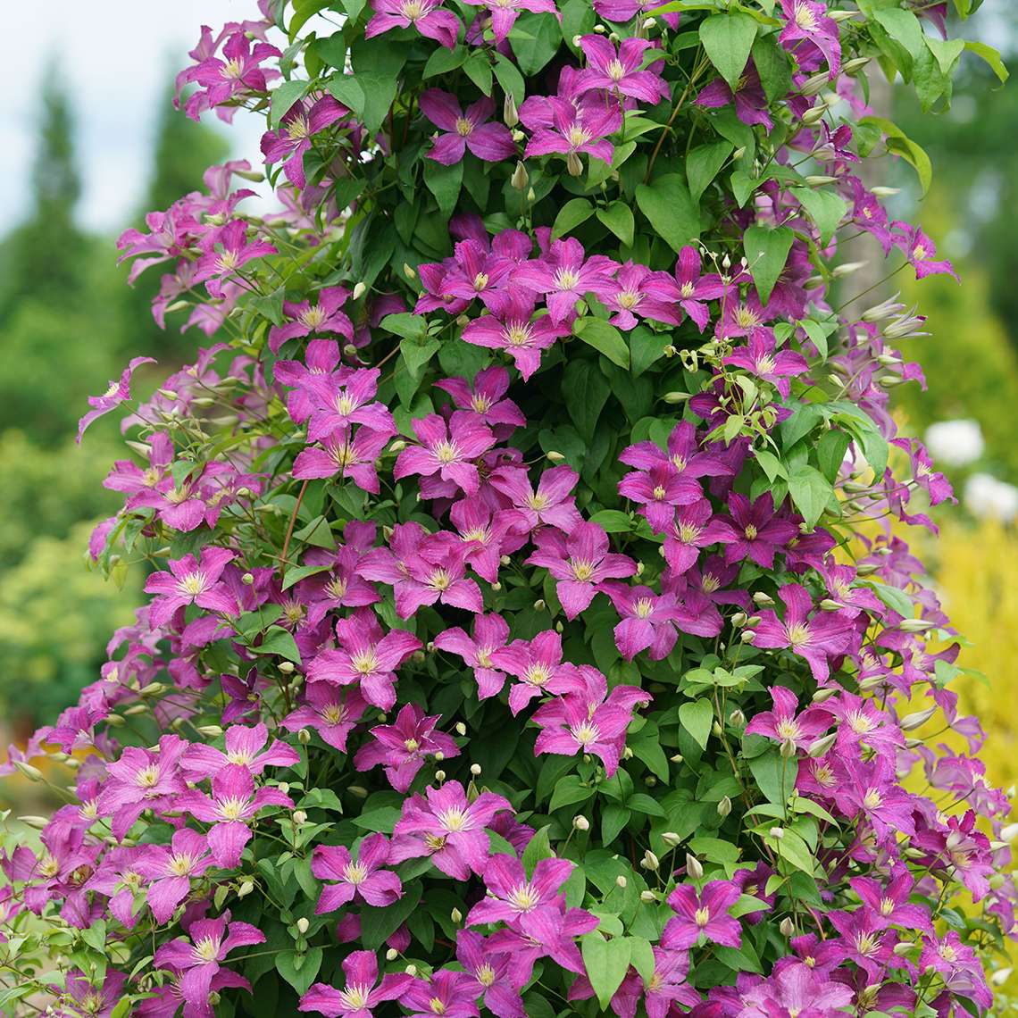 Jolly Good Clematis light purple blooms covering pyramidal trellis