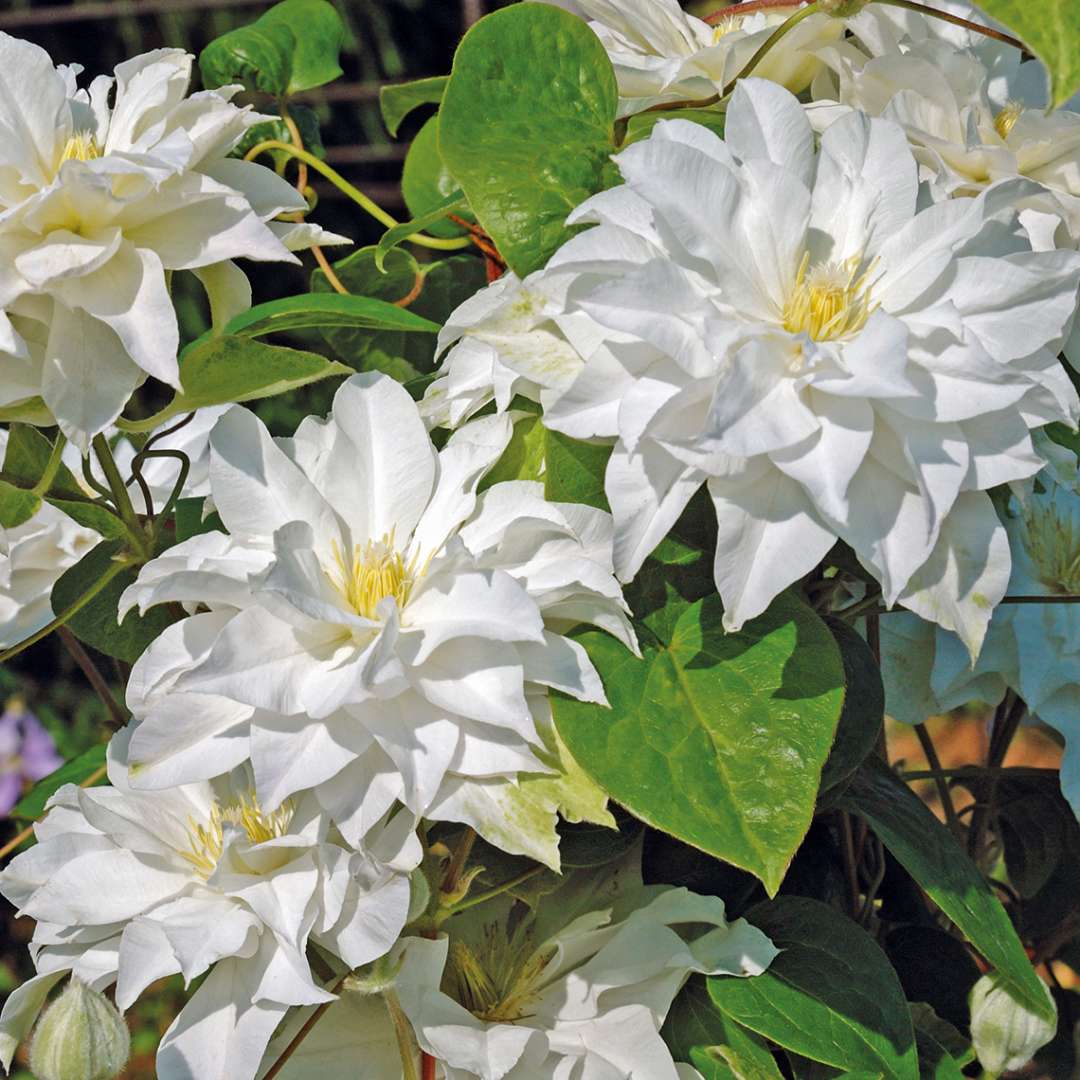 Close up of the Frilly white blooms on Madame Maria Clematis