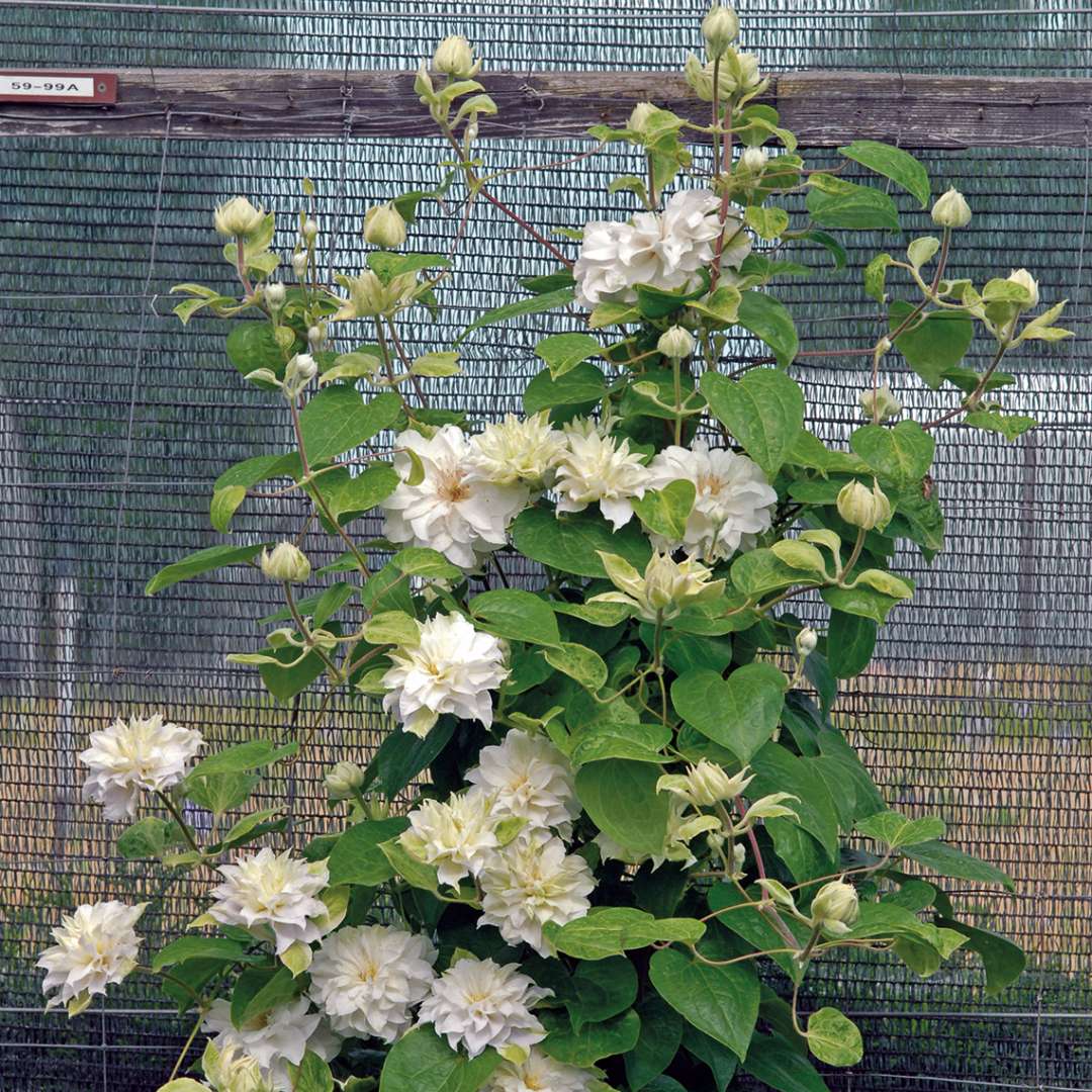 Madame Maria Clematis growing on mesh trellis