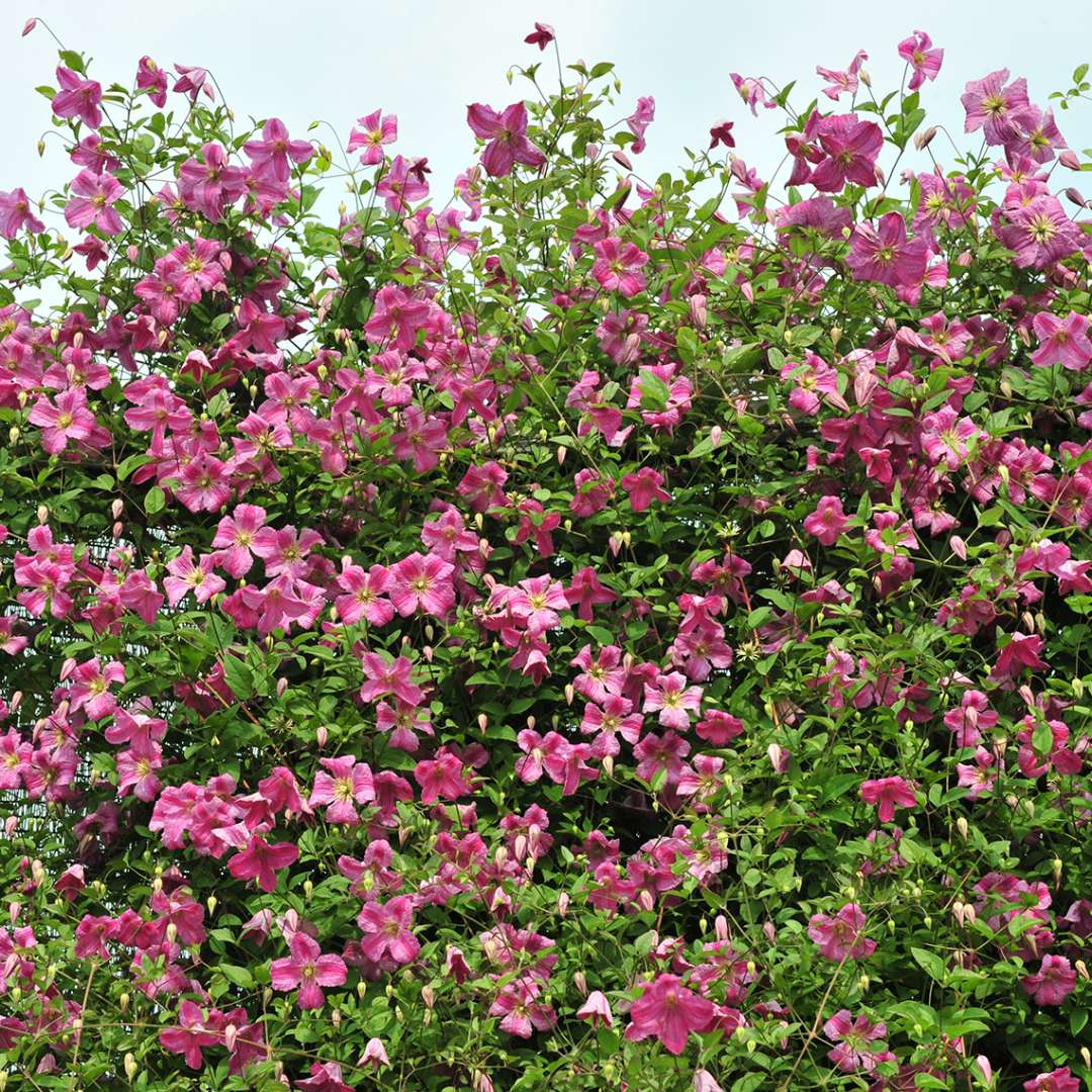 Pink Mink Clematis grown along top of fence