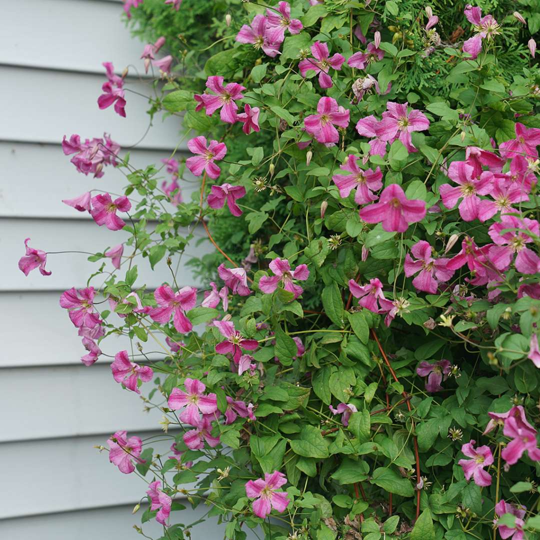 Pink Mink Clematis in residential landscape