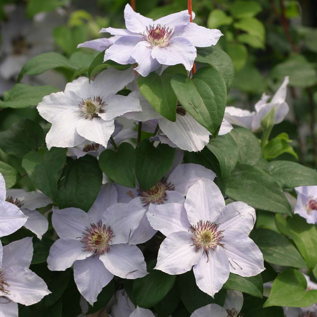 Close up of pale icy blue Still Waters Clematis flowers