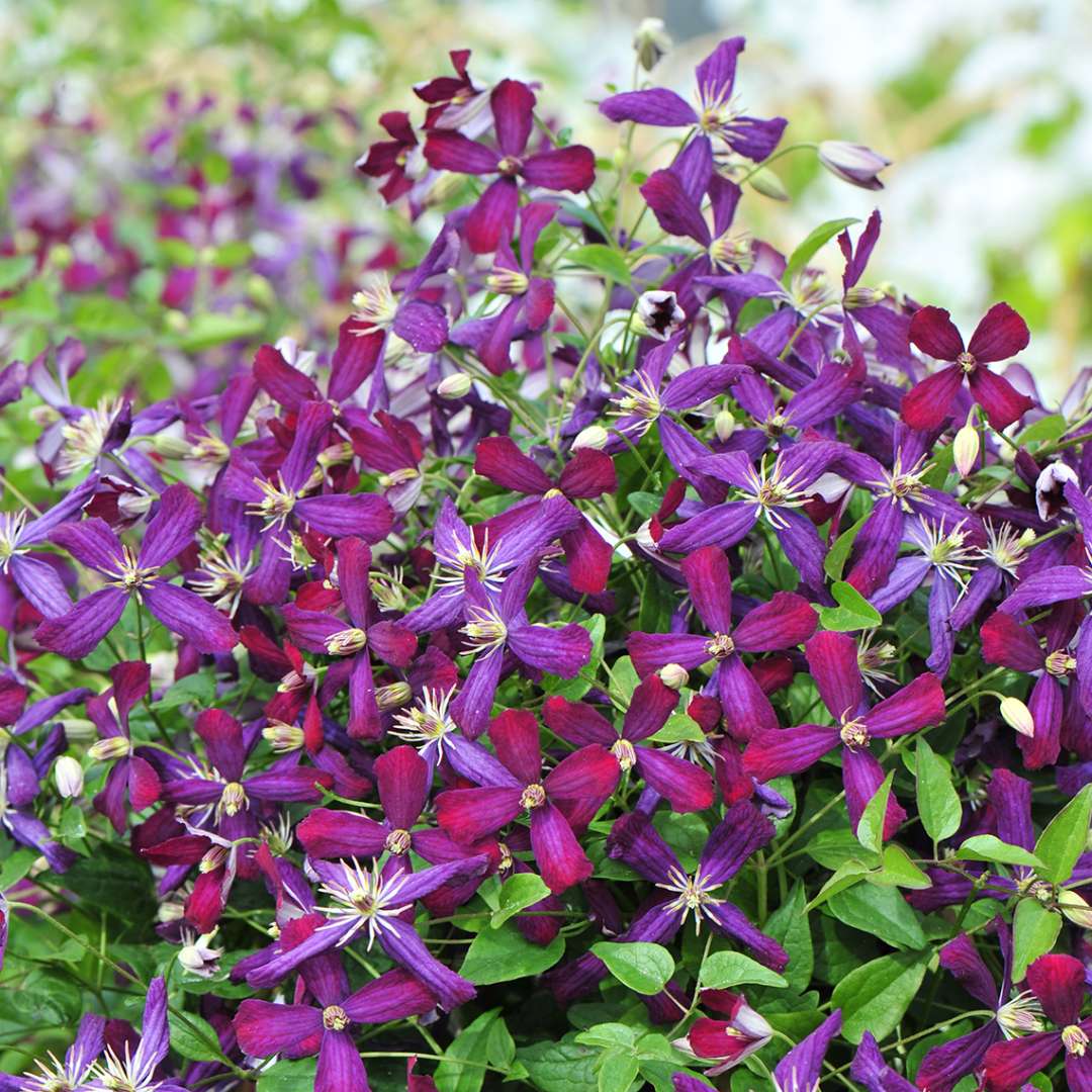 Sweet Summer Love clematis blooms aging from berry to purple