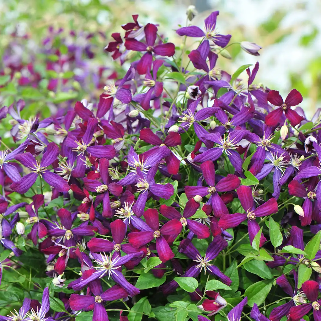 Sweet Summer Love Clematis | Spring Meadow - wholesale liners