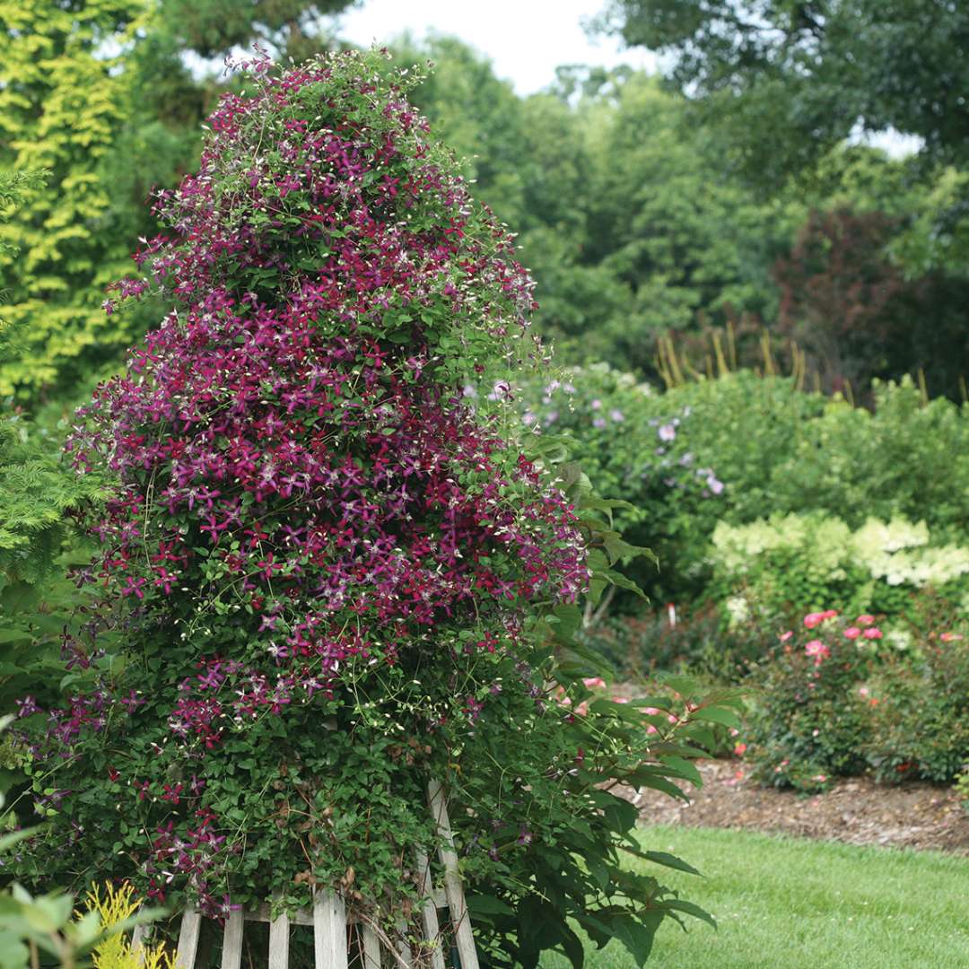 Pyramidal wooden trellis covered in Clematis Sweet Summer Love in garden