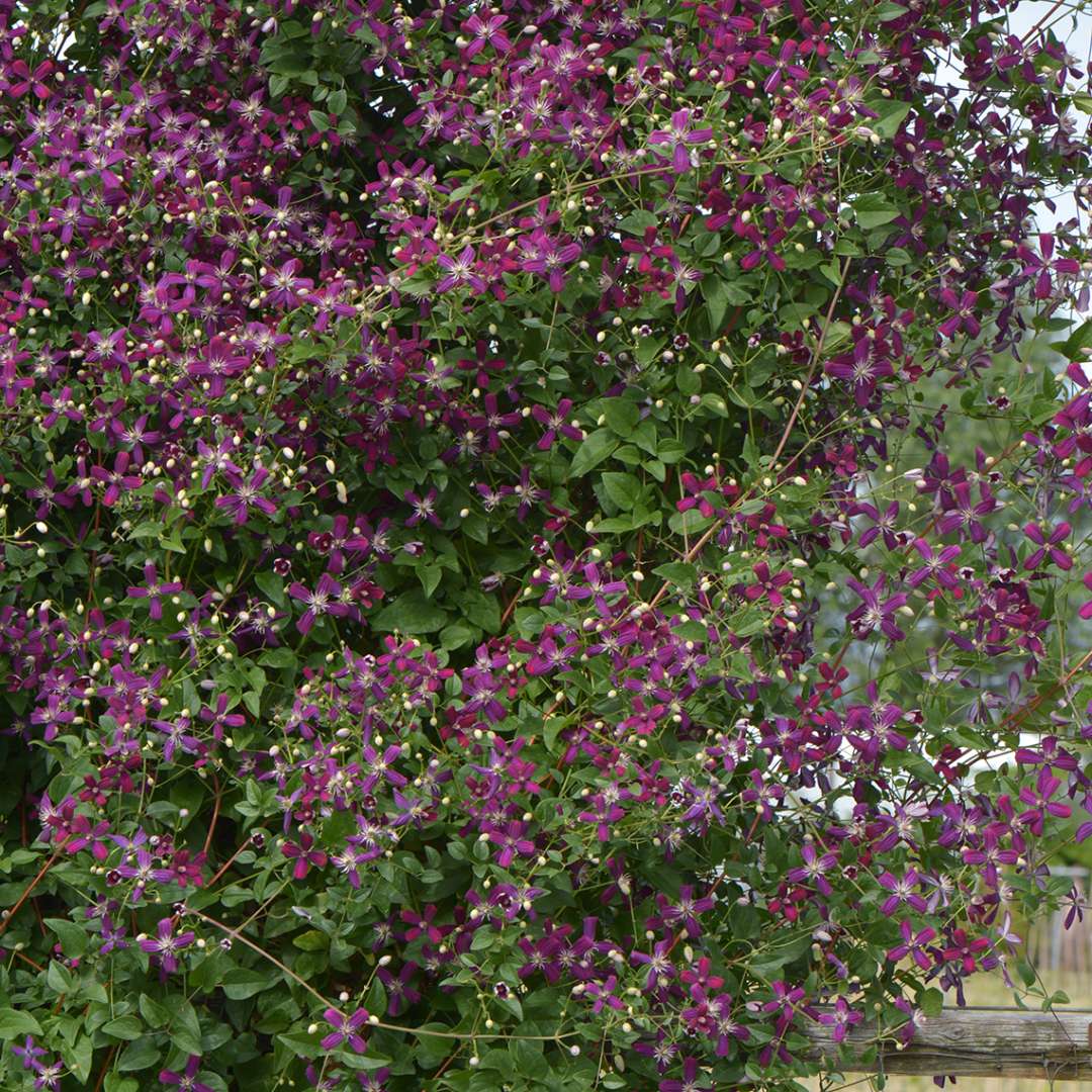 Clematis Sweet Summer Love climbing horizontal wire fence